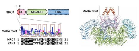 bioRxiv: An N-terminal motif in NLR immune receptors is functionally conserved across distantly related plant species (2019) | Plants and Microbes | Scoop.it