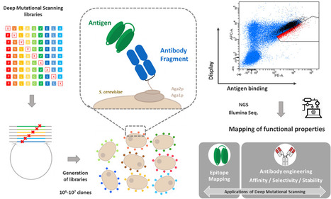 FOCUS PLATEFORME : L’ingénierie moléculaire des anticorps monoclonaux pour les adapter à la dérive antigénique de souches émergentes | Life Sciences Université Paris-Saclay | Scoop.it