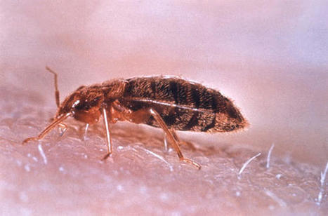 Les triglycérides de la peau humaine repoussent les punaises de lit, selon une étude | Sci-News.com | EntomoNews | Scoop.it