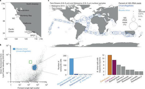 The microbiome of a bacterivorous marine choano...