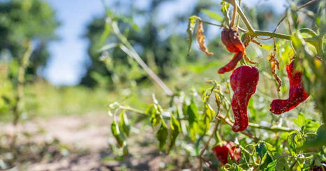 MEDITERRANEAN : Last September was world's hottest on record by 'extraordinary' margin | MED-Amin network | Scoop.it