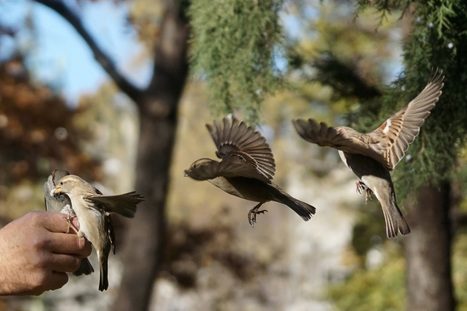 Les oiseaux victimes d'une véritable "hécatombe" | Biodiversité | Scoop.it