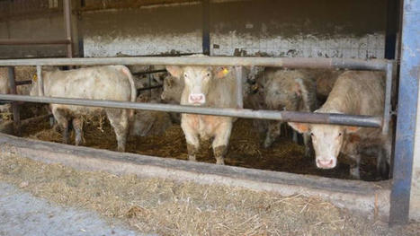 Démarches de segmentation en viande bovine : Prim'herbe et Label rouge | Economie de l'Elevage | Scoop.it