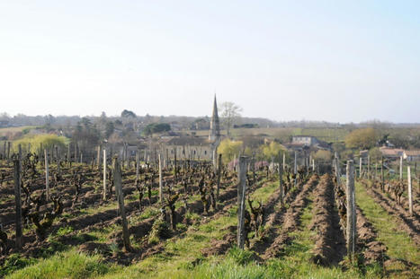 Gironde. Sauternes : le projet de la Cité du Vin est sur les rails   | Les Territoires girondins | Scoop.it