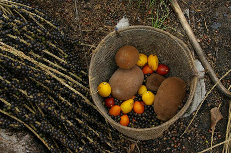 Parution du livret Chemin d'impact &laquo;&nbsp;Agrobiodiversit&eacute; et connaissances traditionnelles en Amazonie br&eacute;silienne&nbsp;&raquo;&nbsp; | &Eacute;cosyst&egrave;mes Tropicaux | Scoop.it