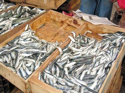 En raison de la pollution en méditerranée, La sardine disparaîtra dans 5 ans | Toxique, soyons vigilant ! | Scoop.it