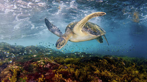 Tortue verte, saumon atlantique&hellip; L&rsquo;UICN d&eacute;voile la nouvelle liste rouge des esp&egrave;ces menac&eacute;es &agrave; la COP28 - Le Parisien | Biodiversit&eacute; | Scoop.it