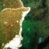 Careless divers putting coral colonies at risk | Soggy Science | Scoop.it