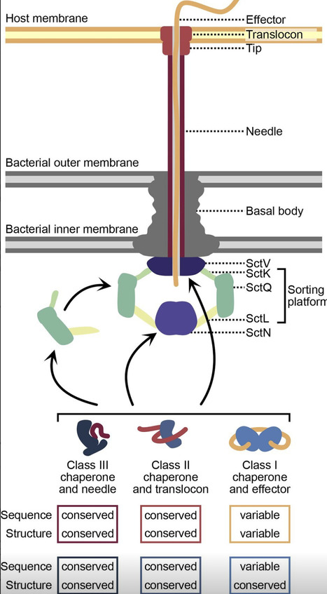 Type III secretion system chaperones: a helping hand for secretion | msc | RMH | Scoop.it