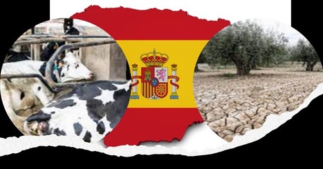 En Espagne, chaleur et manque d'eau coûtent cher aux agriculteurs | Lait de Normandie... et d'ailleurs | Scoop.it
