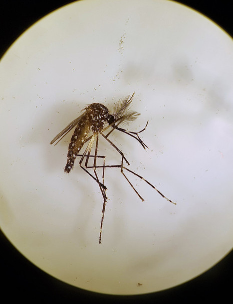 Test prometteur en Australie pour combattre la dengue | EntomoNews | Scoop.it