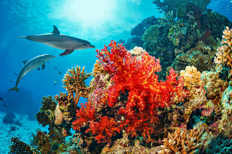 Delfiinit ovat keksineet, miten voivat suojella ihoaan p&ouml;p&ouml;ilt&auml; | 1Uutiset - Lukemisen t&auml;hden | Scoop.it