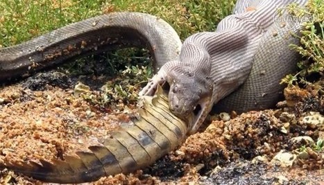 VIDEO. Un serpent avale un crocodile : impressionnant mais pas si &eacute;tonnant | Biodiversit&eacute; - @ZEHUB on Twitter | Scoop.it