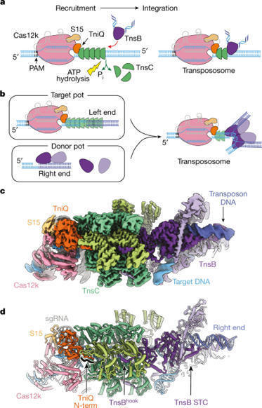 Structures of the holo CRISPR RNA-guided transposon integration complex | SynBioFromLeukipposInstitute | Scoop.it