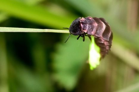Le ver luisant disparait de nos jardins à cause de la pollution lumineuse | GREENEYES | Scoop.it