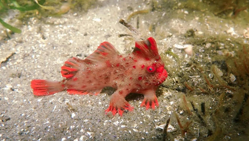 The World’s Rarest Fish Is Making A Comeb...