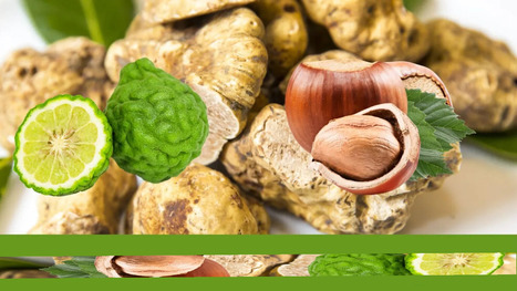 ITALY: Drought destroys the production of bergamot, truffles and nuts plummets | EUROPES | Scoop.it