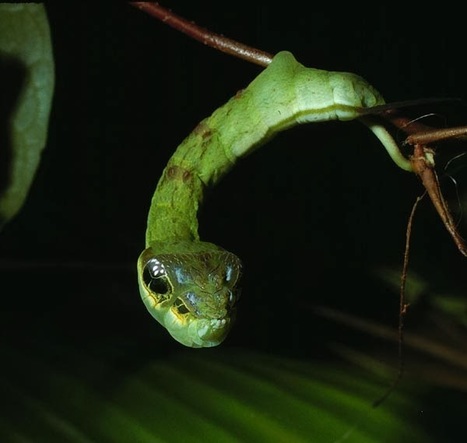 Pour se protéger, cette étonnante chenille se transforme... en serpent | EntomoNews | Scoop.it