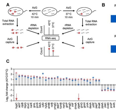 Metabolic RNA labeling for probing RNA dynamics...