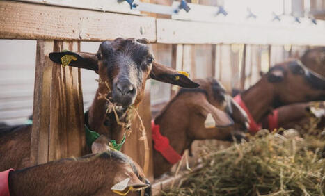 CP : Les &eacute;leveurs de ruminants confront&eacute;s &agrave; une situation &eacute;conomique et climatique de plus en plus d&eacute;grad&eacute;e | SCIENCES DE L' ANIMAL | Scoop.it