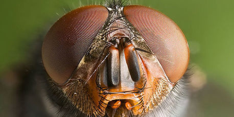 De la libellule au microdrone : comment les insectes nous apprennent à voler | LeMonde.fr | EntomoNews | Scoop.it
