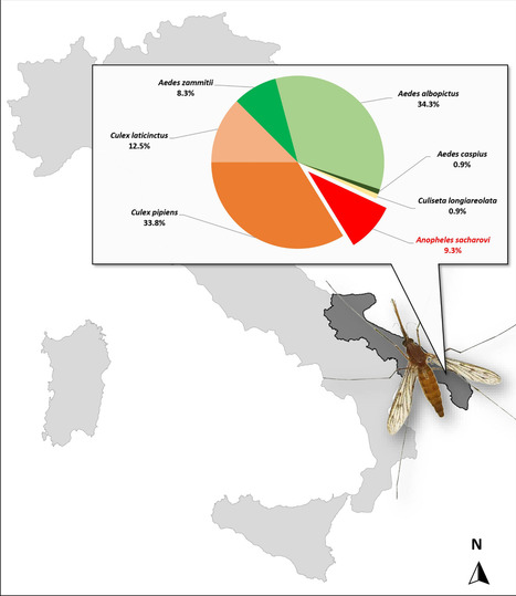 Une espèce de moustique qui propage le paludisme est revenue dans le sud de l'Italie, plus de 50 ans après que le pays ait été déclaré exempt de la maladie | EntomoNews | Scoop.it