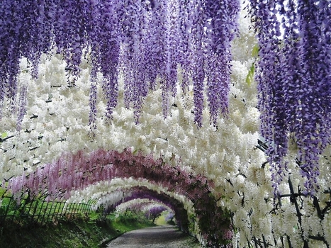 How to grow and care for wisteria | Gardening Life | Scoop.it