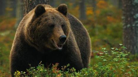 Mystinen suomalainen mets&auml; | 1Uutiset - Lukemisen t&auml;hden | Scoop.it