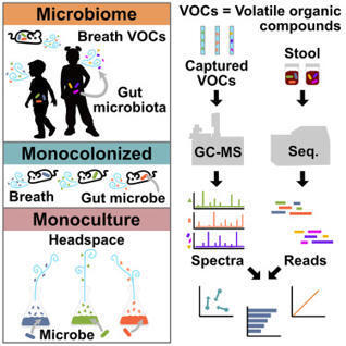 The gut microbiota shapes the human and murine breath volatilome | cmeta | RMH | Scoop.it