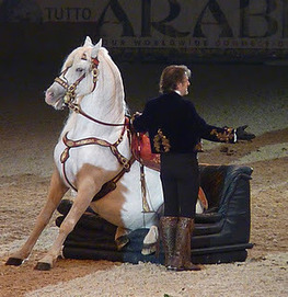 Clair Obscur: Salon du Cheval 2011 | Salon du Cheval | Scoop.it