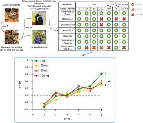 Effets du chlorantraniliprole sur les performances cognitives chez l&rsquo;abeille domestique | Life Sciences Universit&eacute; Paris-Saclay | Scoop.it