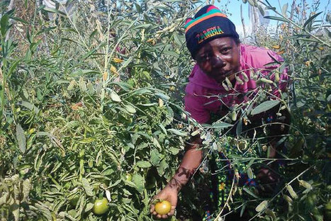 Climate change adaptation can help promote sub-Saharan African livelihoods | Climate Change & DRR in East Africa | Scoop.it