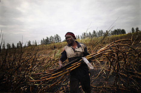 Africa's Sugar Ambitions Turn Sour | Humanitarian Supply Chain & Logistics | Scoop.it