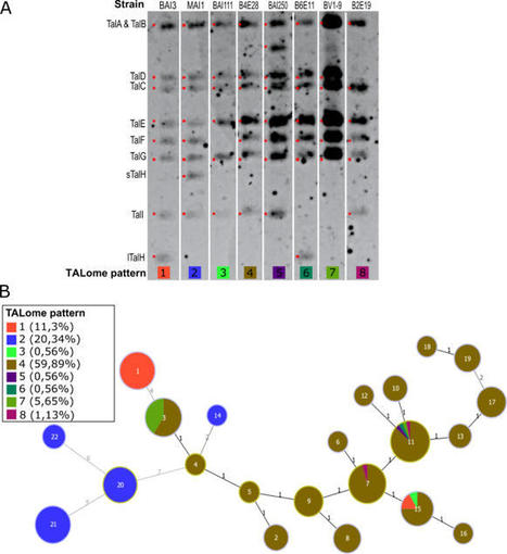 Genetic Structure and TALome Analysis Highlight a High Level of Diversity in Burkinabe Xanthomonas Oryzae pv. oryzae Populations | TAL effector science | Scoop.it