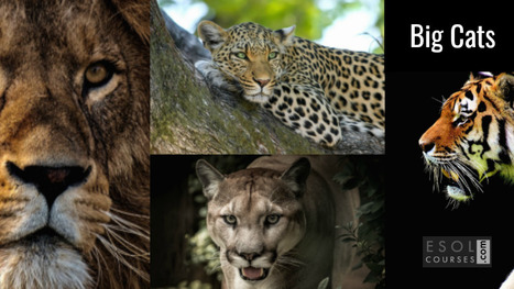 The Weekly Word Game - Cats | English Word Power | Scoop.it