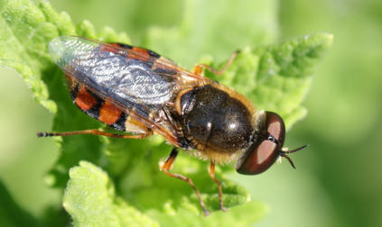 Révision de la liste des Stratiomyidés (Diptera) de France avec une clé d’identification des genres présents en Europe - MNHN | Biodiversité | Scoop.it