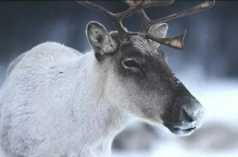 Strat&eacute;gie caribou: un retard &laquo;injustifiable&raquo;, d&eacute;plore la SNAP | Ils parlent de nous ! | Scoop.it