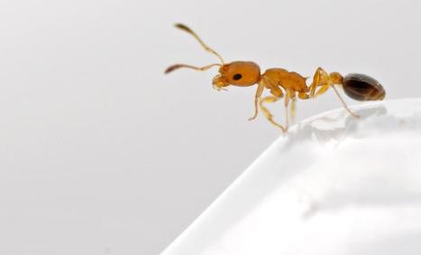 Des gènes sauteurs responsables de l'évolution des fourmis | EntomoNews | Scoop.it