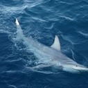 World-first hybrid shark found off Australia | Science News | Scoop.it