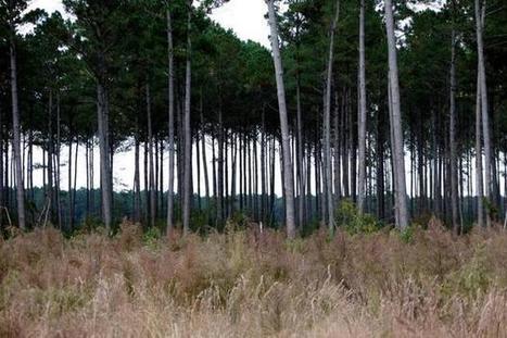 Feds suspect wetlands illegally drained at NCSU's Hofmann Forest | Timberland Investment | Scoop.it