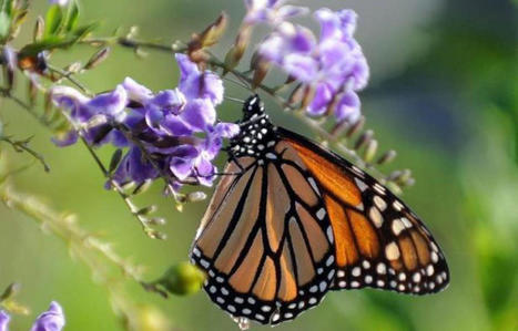 Espèces menacées : Le papillon monarque en danger, les tigres sauvages plus nombreux que prévu | Biodiversité | Scoop.it