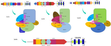CRISPR-Cas13a as a next-generation tool for rapid and precise plant RNA virus diagnostics | Pmet | RMH | Scoop.it