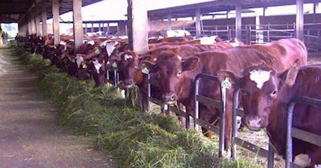 L’Etat malgache importe des vaches laitières de France | Actualité Bétail | Scoop.it