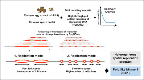 Yin-Yang during DNA replication | I2BC Paris-Saclay | Scoop.it