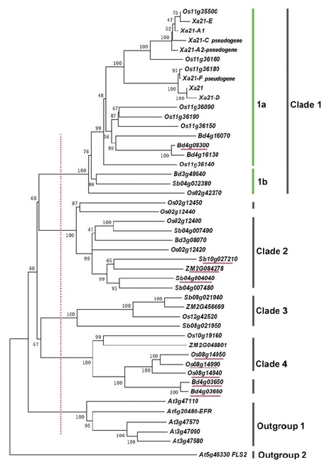 Genetica: Adaptive evolution of Xa21 homologs in Gramineae | Plant Pathogenomics | Scoop.it