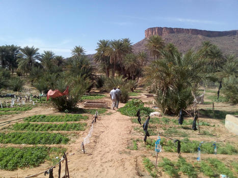 Concertation et autonomisation des communaut&eacute;s agro-pastorales en Mauritanie - M&eacute;diaterre | Agroecologie et Syst&egrave;mes Alimentaires Durables | Scoop.it