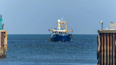 EU&ndash;Mauritania FISHING deal: quota use at just 32% | CIHEAM Press Review | Scoop.it