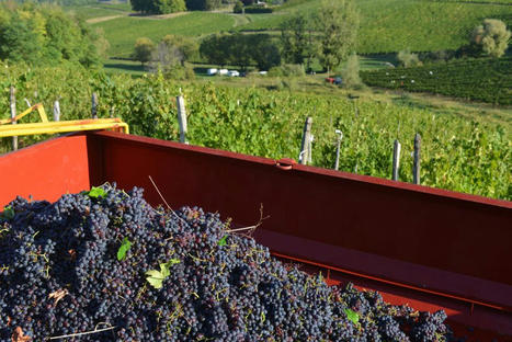 Comment les vignobles du Jura innovent face au changement climatique - France 3 r&eacute;gions | Pour innover en agriculture | Scoop.it