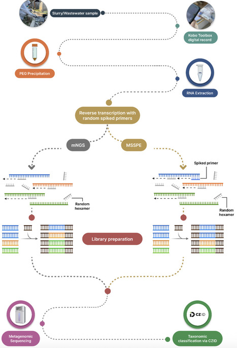 Targeted metagenomic sequencing with spiked primers for enrichment of viruses in wastewater for pathogen surveillance | brvt | RMH | Scoop.it