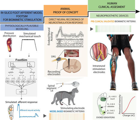 Bio-inspired neuroprosthetics: Sending signals the brain can understand | Biomimicry 3.8 | Scoop.it